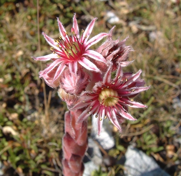 sempervivum....